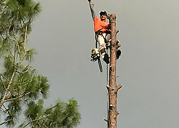 Pasadena Tree Services SouthEast Tree