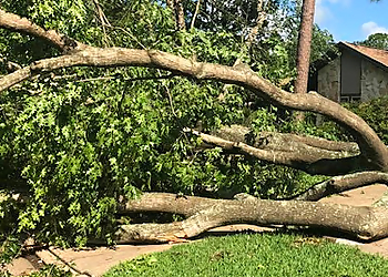 Pasadena Tree Services SouthEast Tree