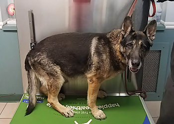 Newark Veterinary Clinics South Orange Animal Hospital