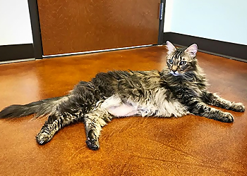 Austin Veterinary Clinics South Park Animal Hospital