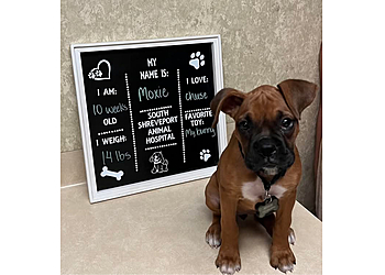 South Shreveport Animal Hospital - Shreveport, LA Veterinary Clinics - Medical Procedure Image