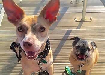 Tampa Dog Walkers South Tampa Dog Walking & Pet Sitting