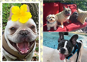 Tampa Dog Walkers South Tampa Dog Walking & Pet Sitting