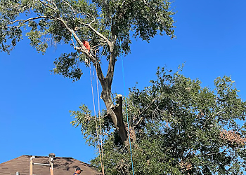 Pasadena Tree Services Southeast Arbor Care