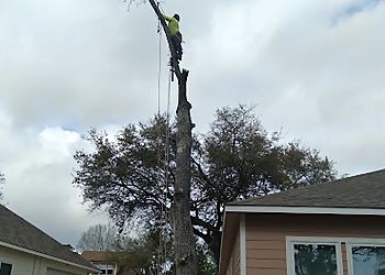 Pasadena Tree Services Southeast Arbor Care