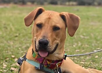 New Orleans Veterinary Clinics Southern Animal Foundation