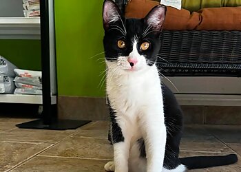 New Orleans Veterinary Clinics Southern Animal Foundation