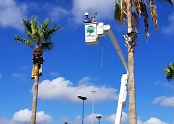 Southern Tree Care Corpus Christi Tree Services image 1