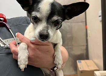 Denton Veterinary Clinics Southridge Animal Hospital