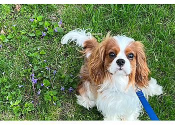 St Paul Veterinary Clinics Southview Animal Hospital