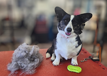 Fort Collins Pet Grooming Spa 4 Paws
