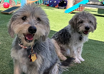 El Paso Pet Grooming Spa For Paws