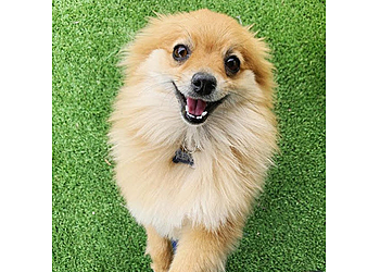 El Paso Pet Grooming Spa For Paws