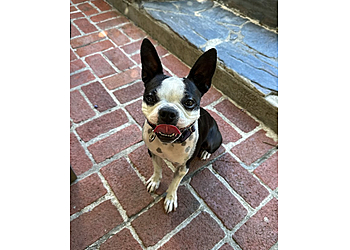 Oakland Pet Grooming SpaGo Dog