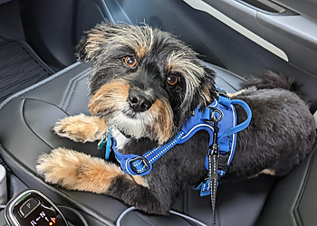 Oakland Pet Grooming SpaGo Dog