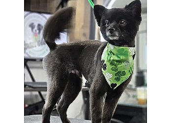 Denver Pet Grooming Spawology Pet Grooming Spa