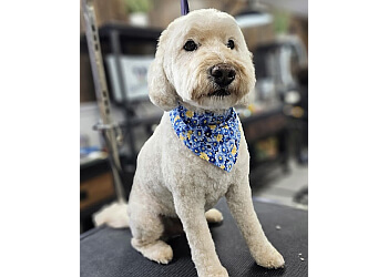 Dog being groomed at Spawology Pet Grooming Spa