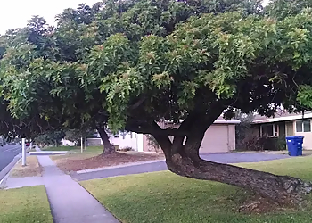 Glendale Tree Services Special Tree Service