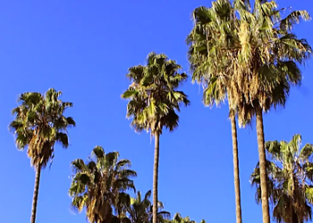 Glendale Tree Services Special Tree Service