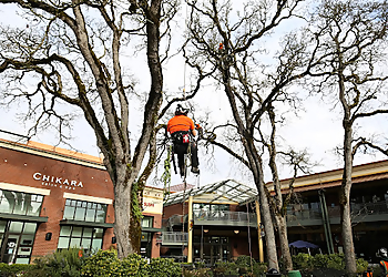 Eugene Tree Services Sperry Tree Care Co.