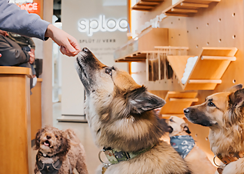 Sploot Veterinary Care Sploot Veterinary Care - Denver, CO Veterinary Clinics - Service Highlights