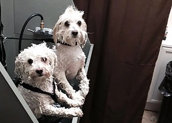 Reno Pet Grooming Spoiled Petz Grooming