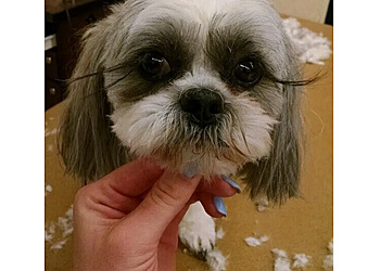 Reno Pet Grooming Spoiled Petz Grooming