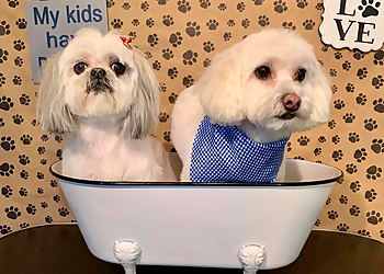 Spokane Pet Grooming Spokane Paw Prints Grooming