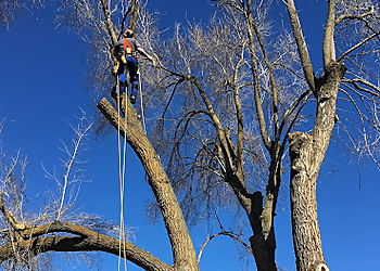 Spokane Tree Services Spokane Tree Pro