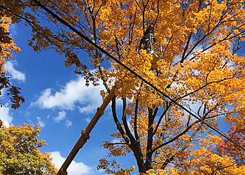 Spokane Tree Services Spokane Tree Pro