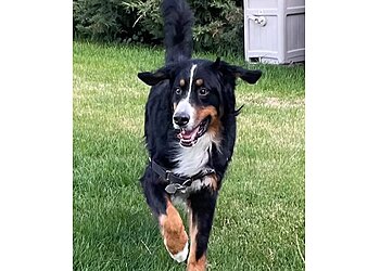 Spokane Dog Walkers Spokane's Best Pet Sitter