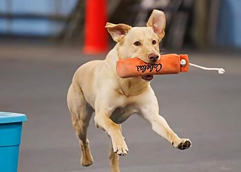 Detroit Dog Training Sportsmen's Dog Training Club of Detroit, Inc.