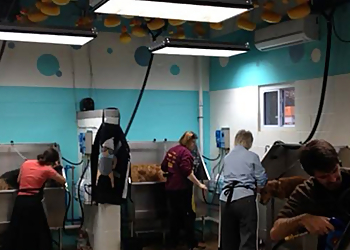 Nashville Pet Grooming Spot's Pet Supply & Dog Wash