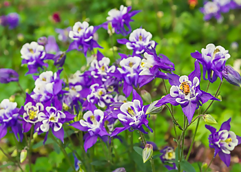 Springfield Botanical Gardens - Springfield, MO Places To See - Entertainment Image
