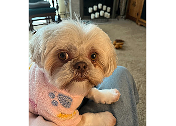 Springfield Veterinary Clinics Spruce Hill Veterinary Clinic