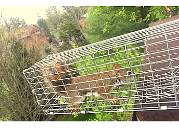 Portland Animal Removal Squirrel Removal Pro Portland