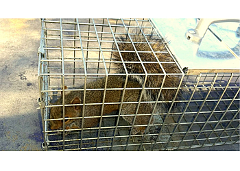 Portland Animal Removal Squirrel Removal Pro Portland