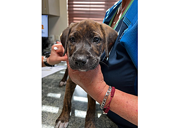 Lafayette Veterinary Clinics St. Francis Veterinary Hospital