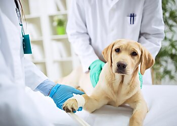 Milwaukee Veterinary Clinics St. Paul Veterinary Clinic