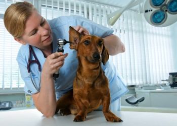 Milwaukee Veterinary Clinics St. Paul Veterinary Clinic