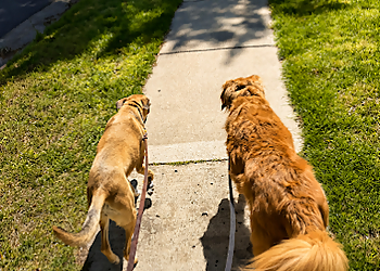 Stable Hands Pet Care and Services Stable Hands Pet Care and Services - Chesapeake, VA Dog Walkers - Job Site Image
