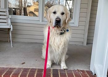 Virginia Beach Dog Walkers Stable Hands Pet Care and Services