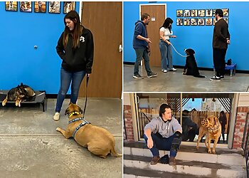 Reno Dog Training Stand Proud Dog Training