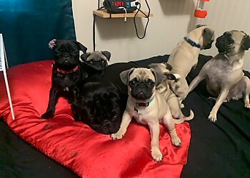 Modesto Veterinary Clinics Standiford Veterinary Center