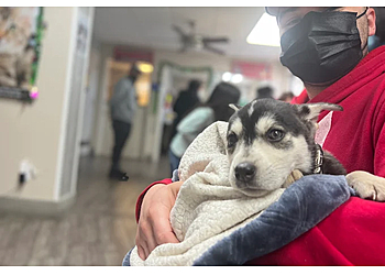 Stellar Veterinary Clinic - El Paso, TX Veterinary Clinics - Patient Consultation Image