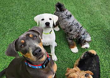 Houston Dog Training Stephanie Bennett's Believe in DOG Training