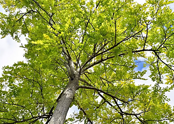 Naperville Tree Services Steve Piper & Sons Tree Service