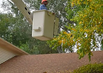 Naperville Tree Services Steve Piper & Sons Tree Service