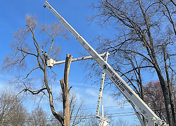 Toledo Tree Services Steve's Tree Services