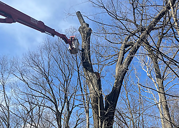 Toledo Tree Services Steve's Tree Services